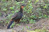 Chestnut-bellied Guan